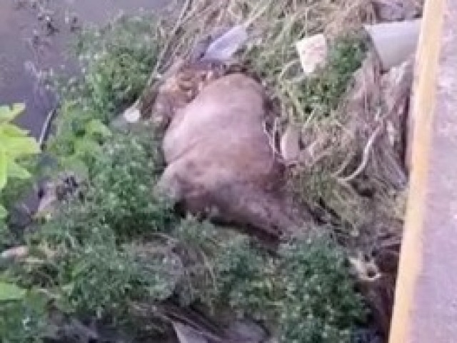 Arrojaron otro caballo muerto al arroyo Tapalqu